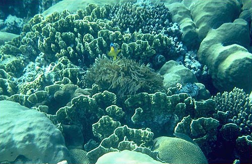 Biodiversität (Millepora, Porites, Acropora) (Sinai)