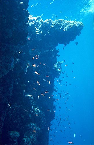 Wachstumspotential von Korallen: Riffbildung (Ras Muhammad, Sinai)