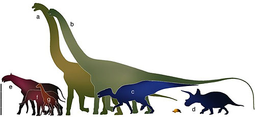 Größenvergleich: a) der Sauropode Giraffatitan, b) der Sauropode Argentinosaurus, c) Shantungosaurus, d) Triceratops, e) Indricotherium, das größte je lebende Landsäugetier, f) afrikanischer Elefant, g) Giraffe, gelb) grösstes Reptil: die Galapagos-Schild