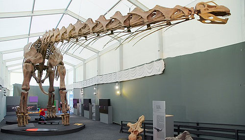 Skelettrekonstruktion von Argentinosaurus aus der Oberkreide von Argentinien. Mit 40 m geschätzter Länge ist dies einer der größte Sauropoden. Der rote Fleck zwischen den Vorderbeinen ist der Autor.